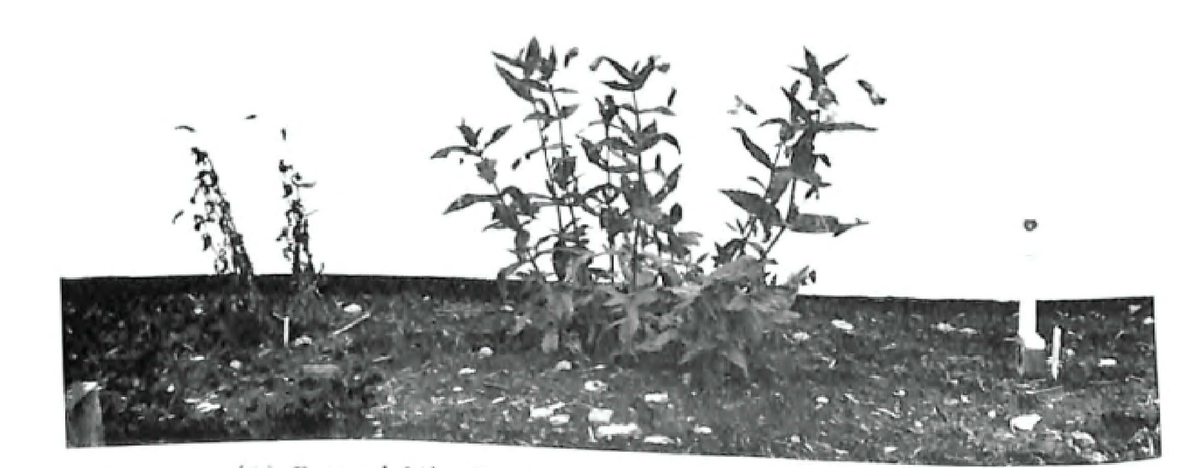 1967: Hybrid vigor between M. lewisii and M. cardinalis